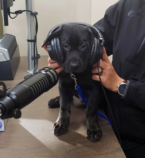 Head down to The Humane Society for a Christmas Party Open House. CochraneNow Cochrane